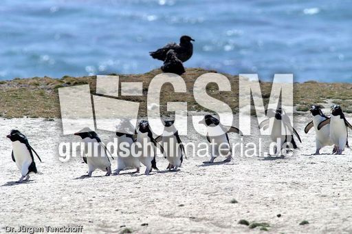 Raubmöve (Skua) (2 von 16).jpg